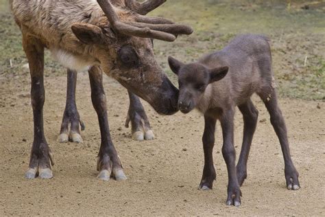 baby reindeer wikipedia